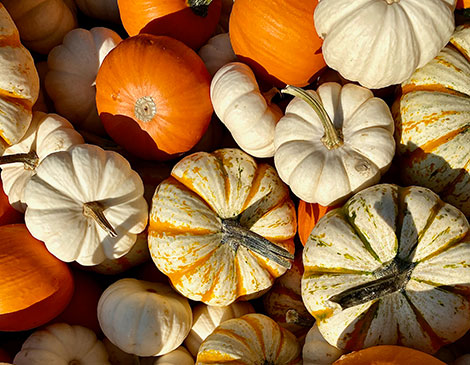 Fall Fun Has Landed in Northeast Ohio at These 17 Farms - Vimarsana News