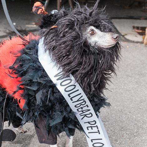 Wooly bear festival 2023 Vermilion ohio lake erie